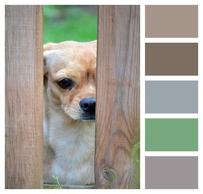Dog Wooden Fence Animal Pet Image